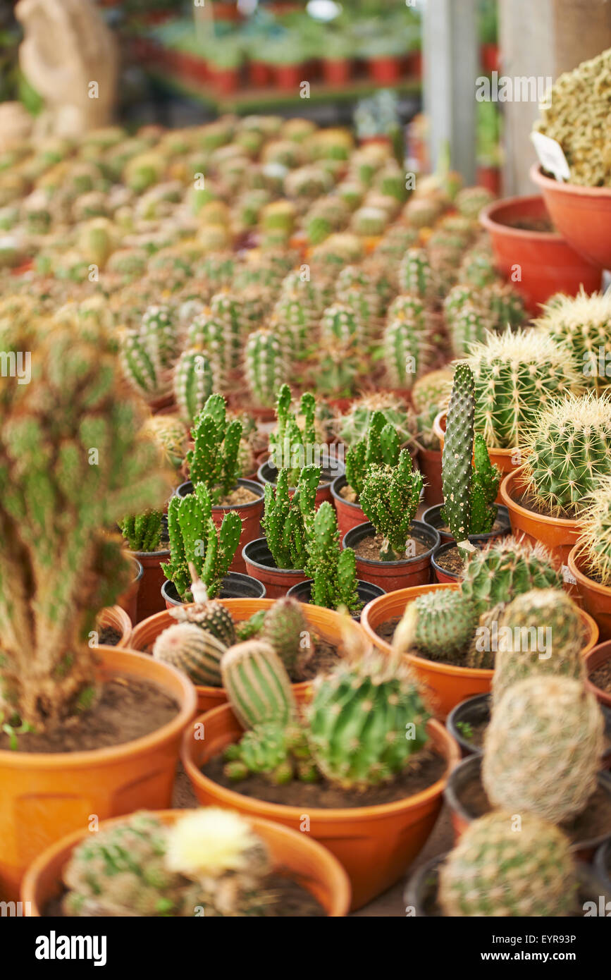 Centro giardino con molti diversi cactus per la vendita Foto Stock Centro giardino con molti diversi cactus per la vendita Foto Stock