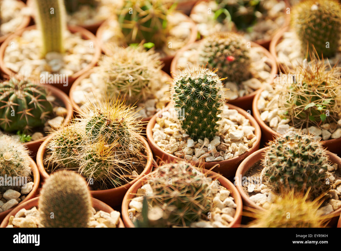 Molti cactus con spine per la vendita in un vivaio Foto Stock Molti cactus con spine per la vendita in un vivaio Foto Stock
