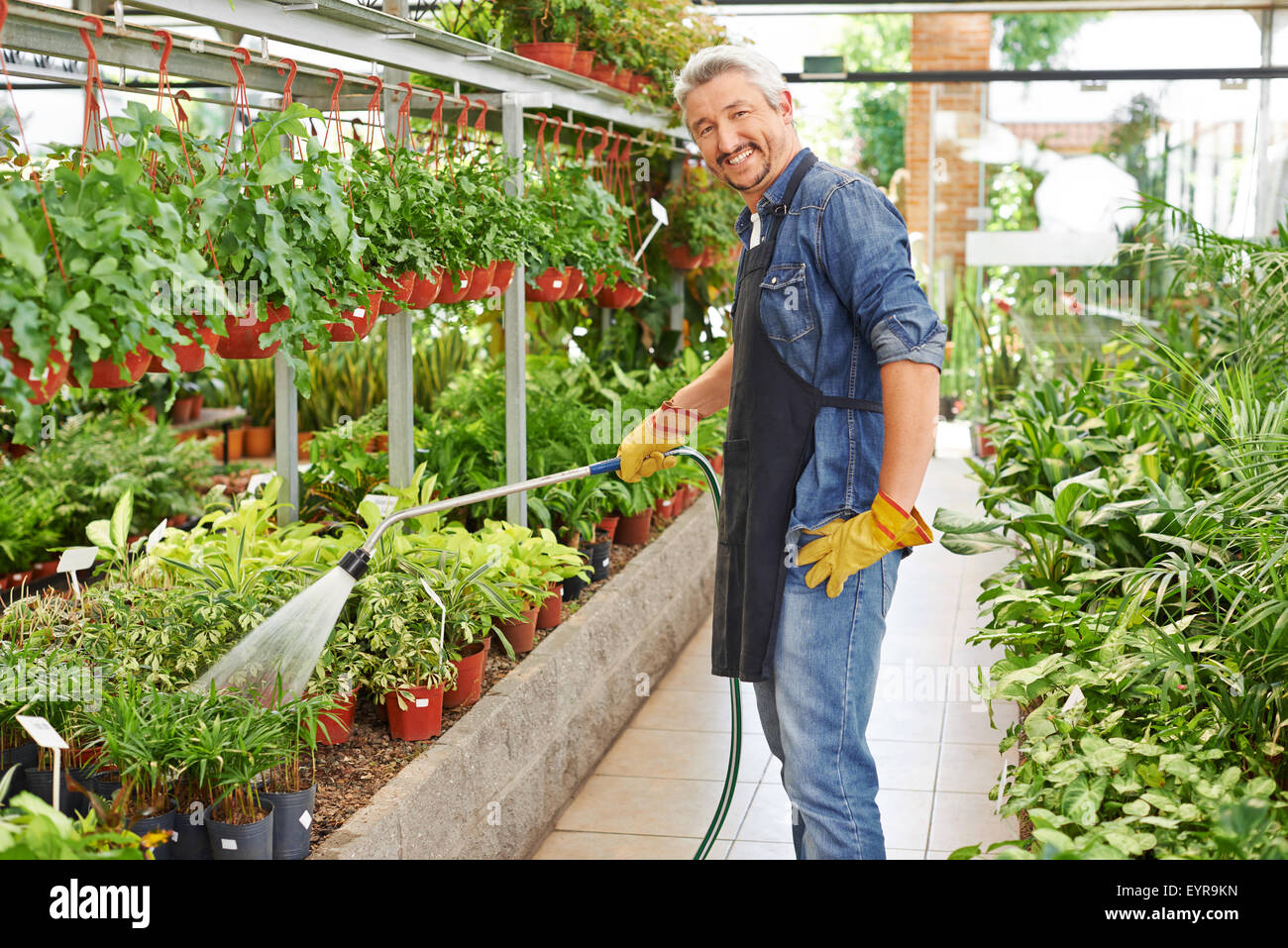 Giardiniere Annaffiatura di piante in vivaio shop con un tubo flessibile di acqua Foto Stock
