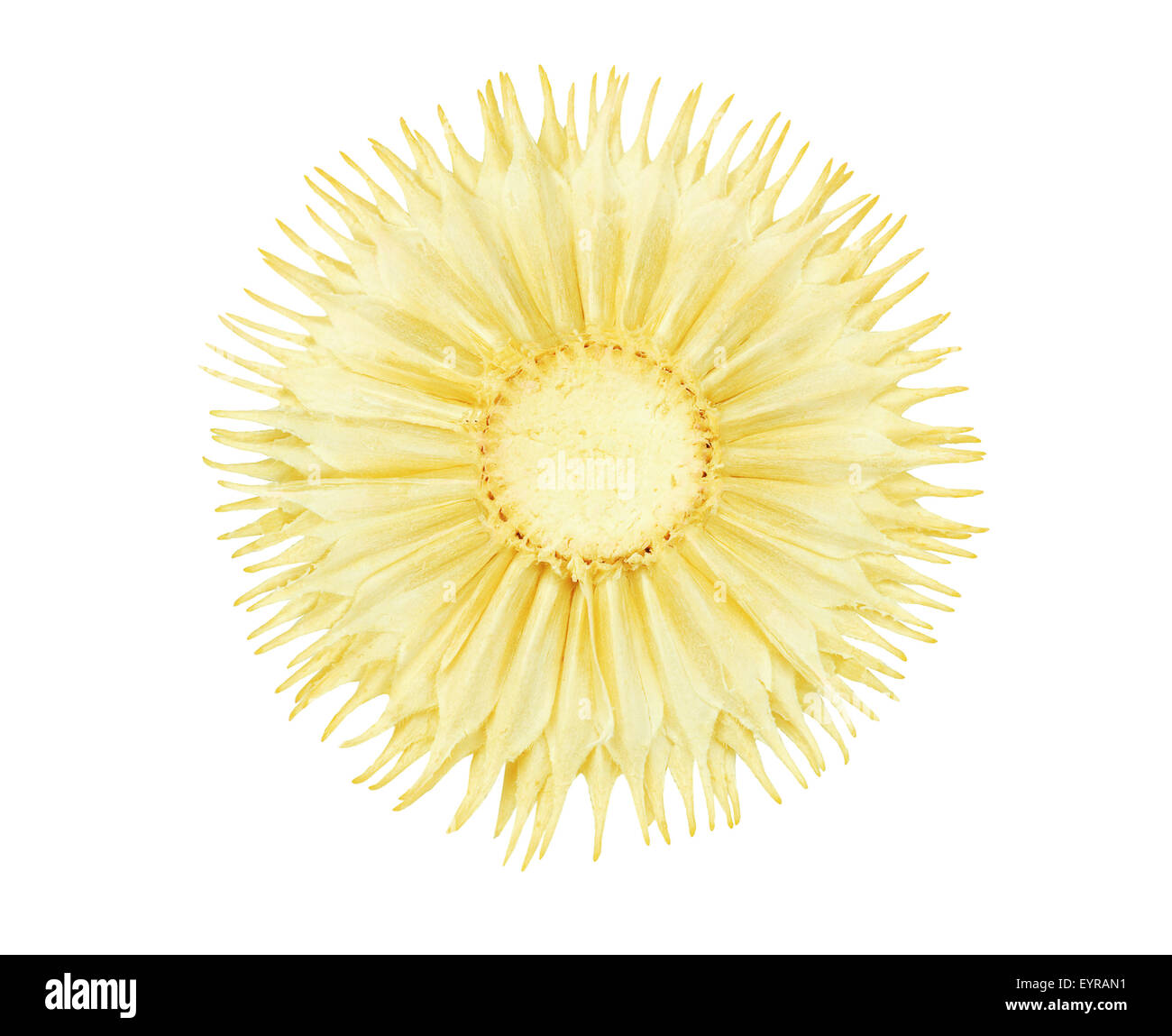 Fiori Secchi isolati su sfondo bianco Foto Stock
