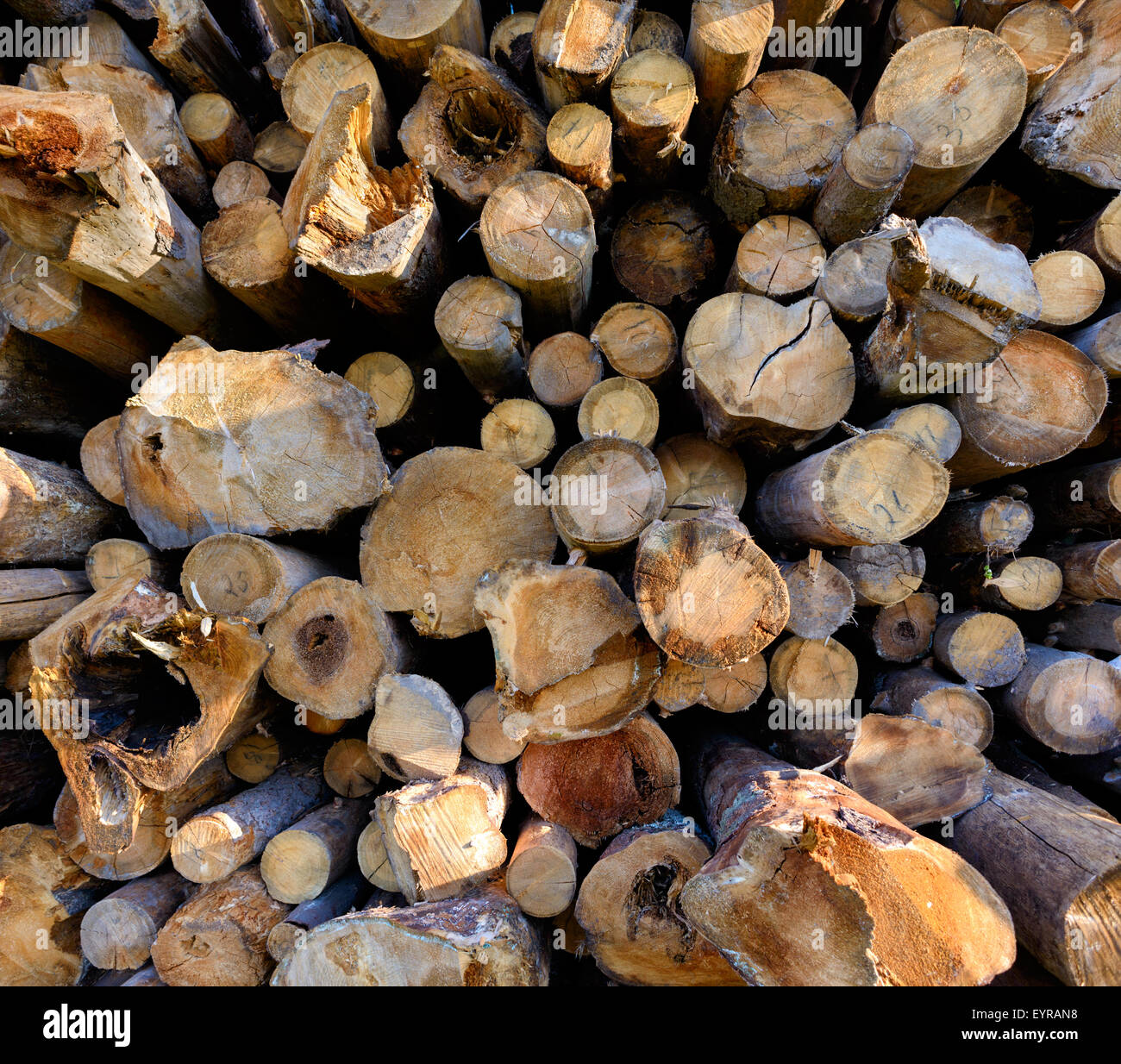 Gli sfondi e texture: pila di legno, industria del legno o di natura sfondo astratto Foto Stock