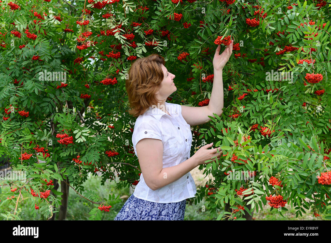 Una donna si erge nei pressi di rowan in estate Foto Stock