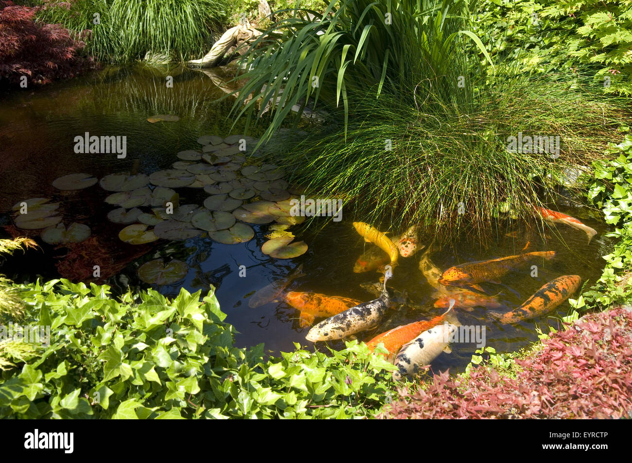 Gartenteich; Koi; japanischer, Garten; Foto Stock