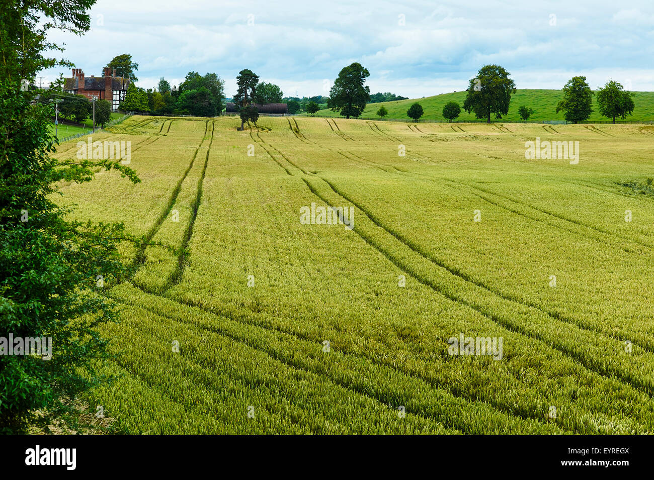 Campo di maturazione del grano in un campo vicino a Audlem, Cheshire Foto Stock