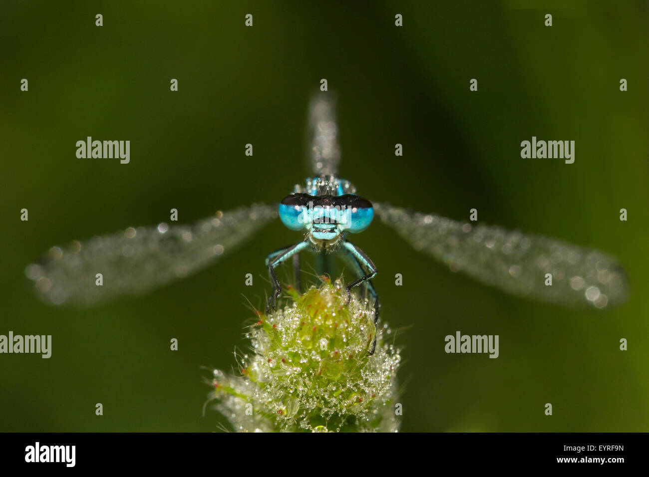 Ritratto di un azzurro damselfly, Coenagrion puella Foto Stock