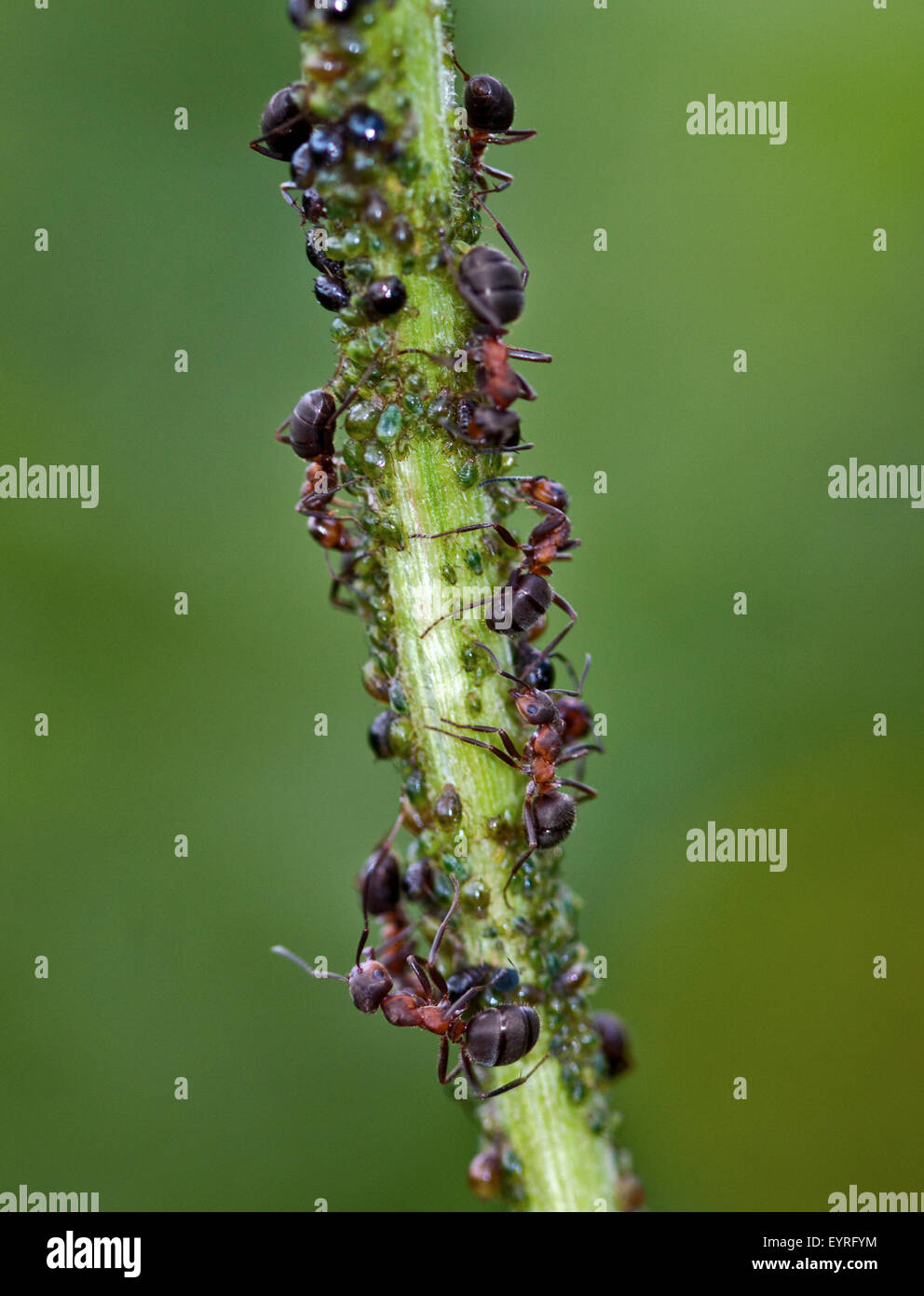 Formiche e Greenfly sullo stelo, Italia Foto Stock