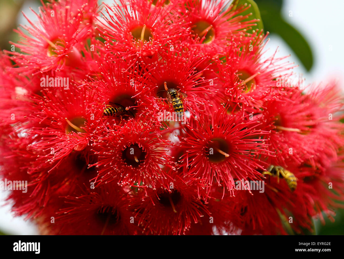 Fioritura rossa gomma con vespe nei giardini del Lullingstone Castle nel Kent Foto Stock