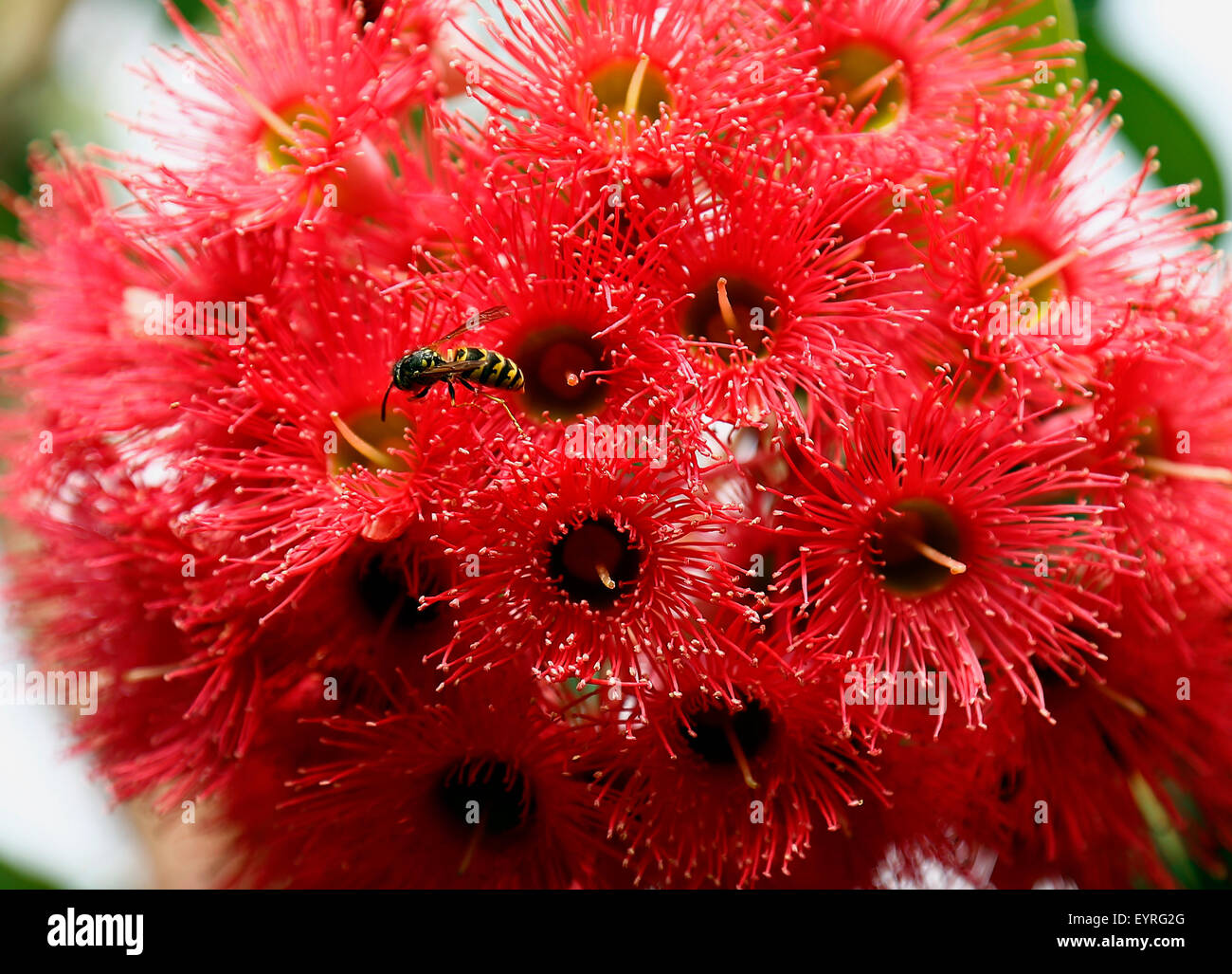 Fioritura rossa gomma con vespe Foto Stock
