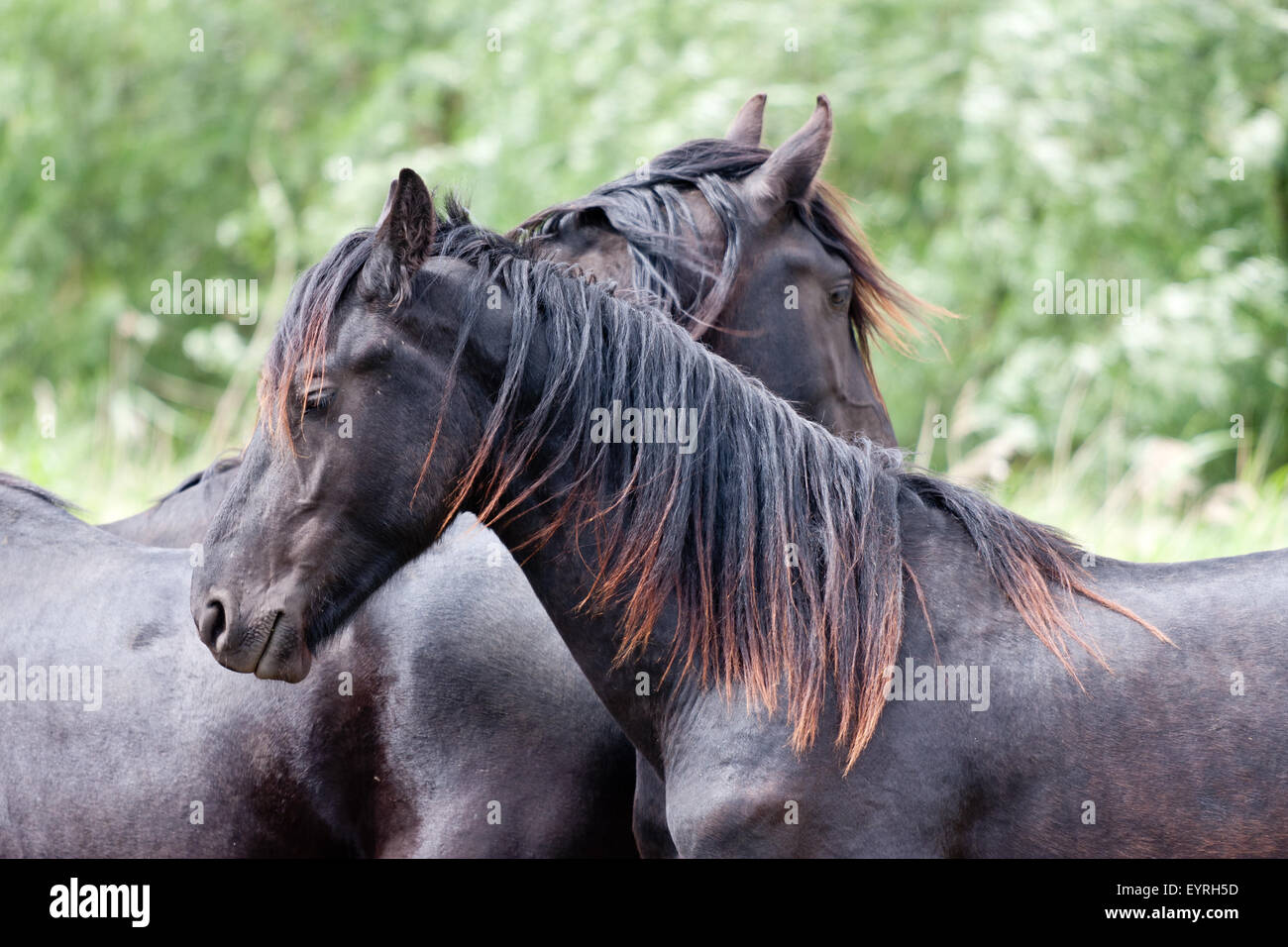 Due bellissimi cavalli neri, in piedi insieme nel prato Foto Stock