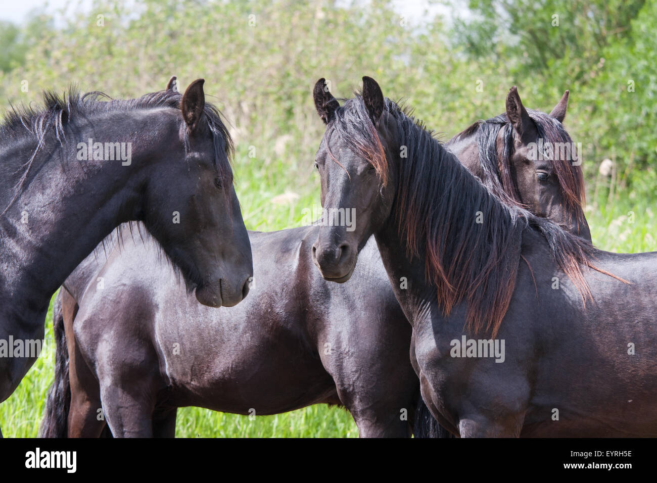 Cavalli neri in una area di natura Foto Stock