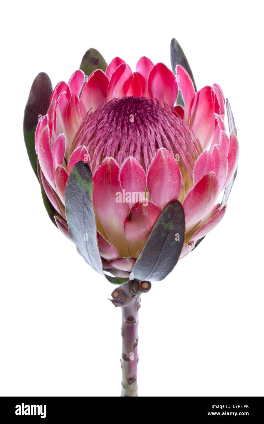 Viola protea, isolato su bianco Foto Stock