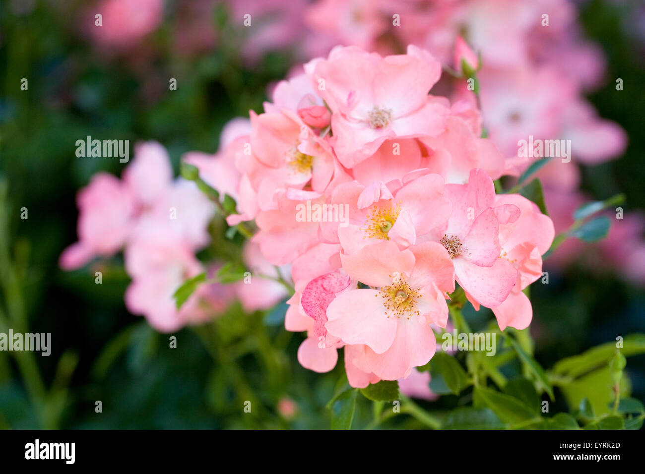 Rosa " tappeto di fiori di corallo fiori". Foto Stock