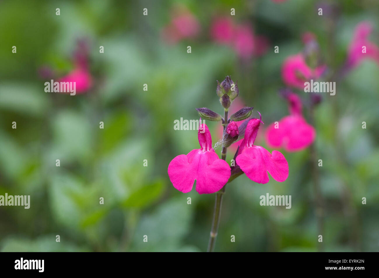 La Salvia x jamensis 'Lampone Royale'. Foto Stock