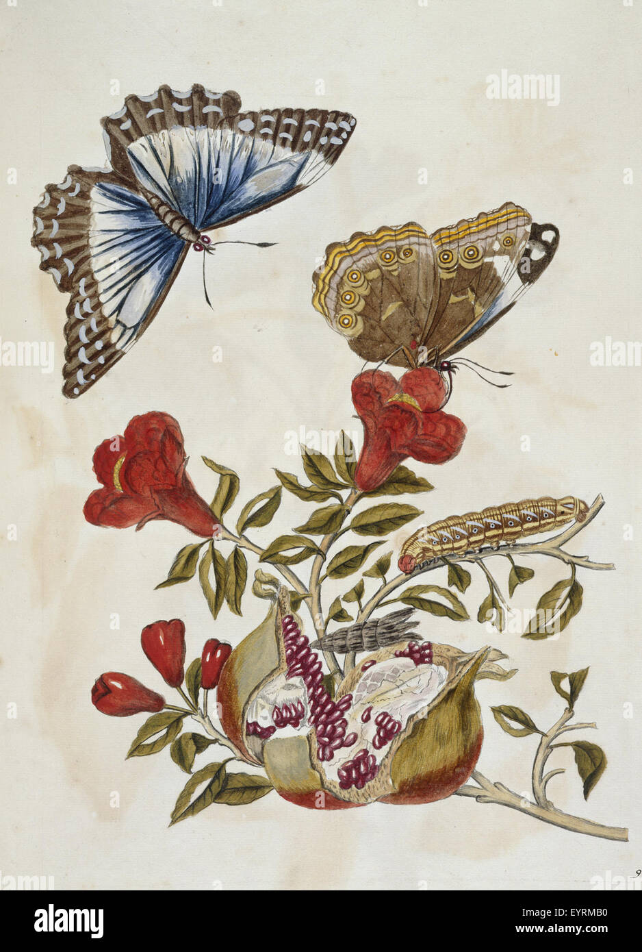 Questa immagine, tratta dalla "Metamorphosis insectorum surinamensium", mostra una farfalla e un bruco, probabilmente raffiguranti gli stadi della metamorfosi per questi insetti. Foto Stock