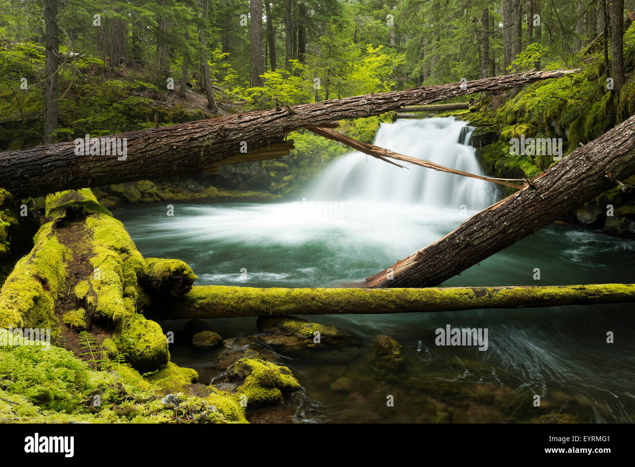 Stati Uniti, America, cascata Whitehorse, MOSS, verde foresta di pioggia, legno, tronco, albero, fragile, Foto Stock