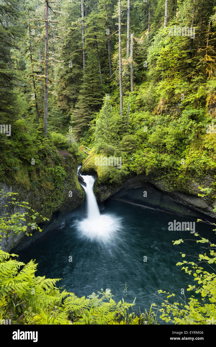 Stati Uniti, America, Columbia River Gorge, conca caduta, cascata, legno, verde muschio, foreste vergini, selvaggia, turchese, acqua, felce, scenario, Foto Stock