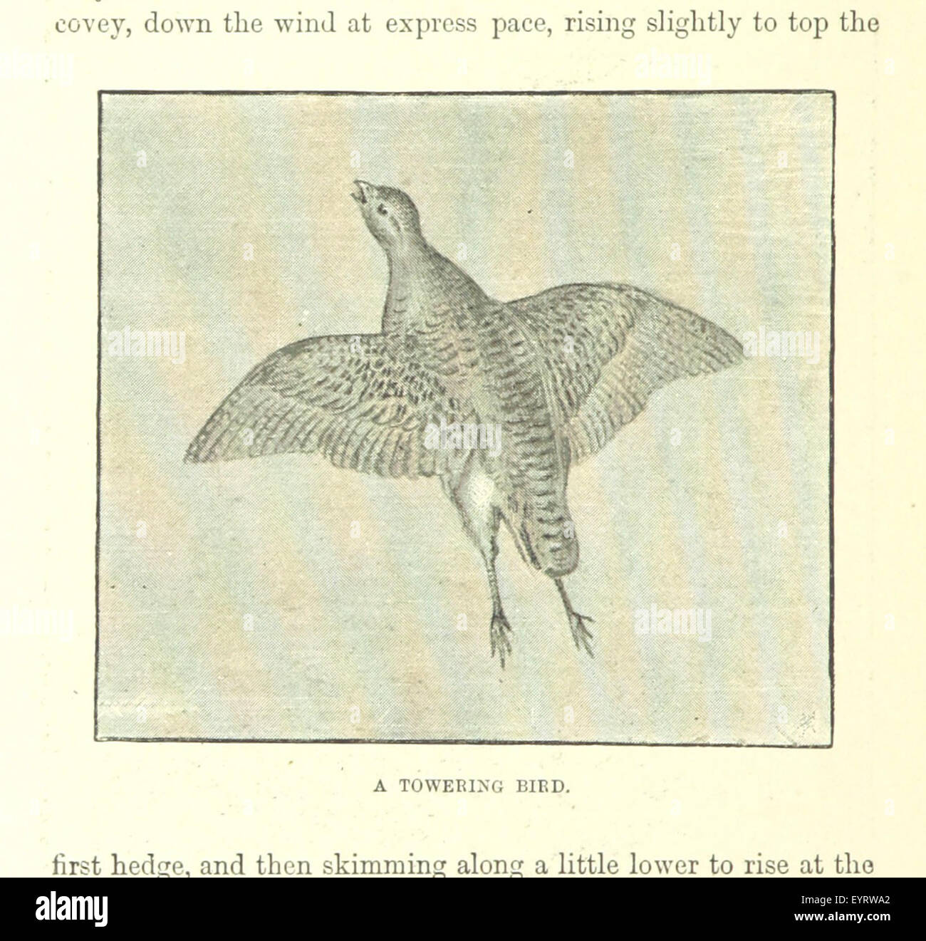 Un'immagine tratta da pagina 162 di "Pietro senza soldo", che mostra un'illustrazione originale di una scena del romanzo, potenzialmente incentrata sul personaggio di Pietro o su un momento significativo della sua vita come guardiano e gentiluomo. Foto Stock