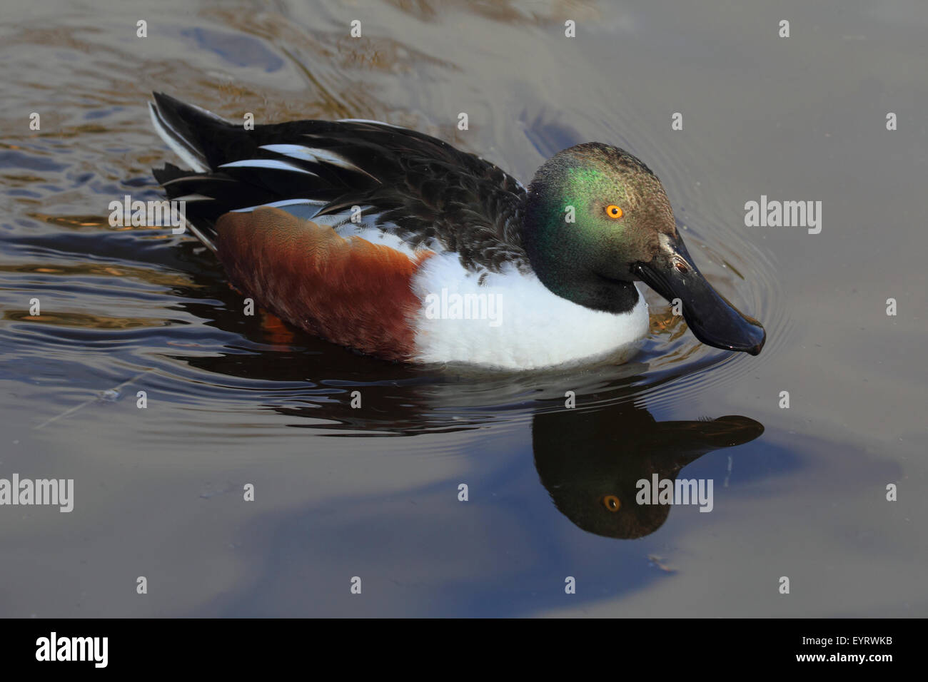 Mestolone duck, maschio, una spatola clypeata Foto Stock