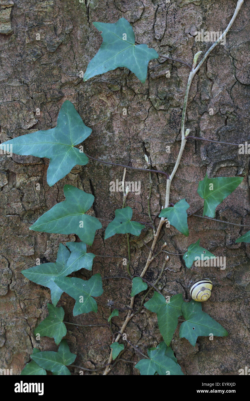 Ivy cresce a tree Foto Stock