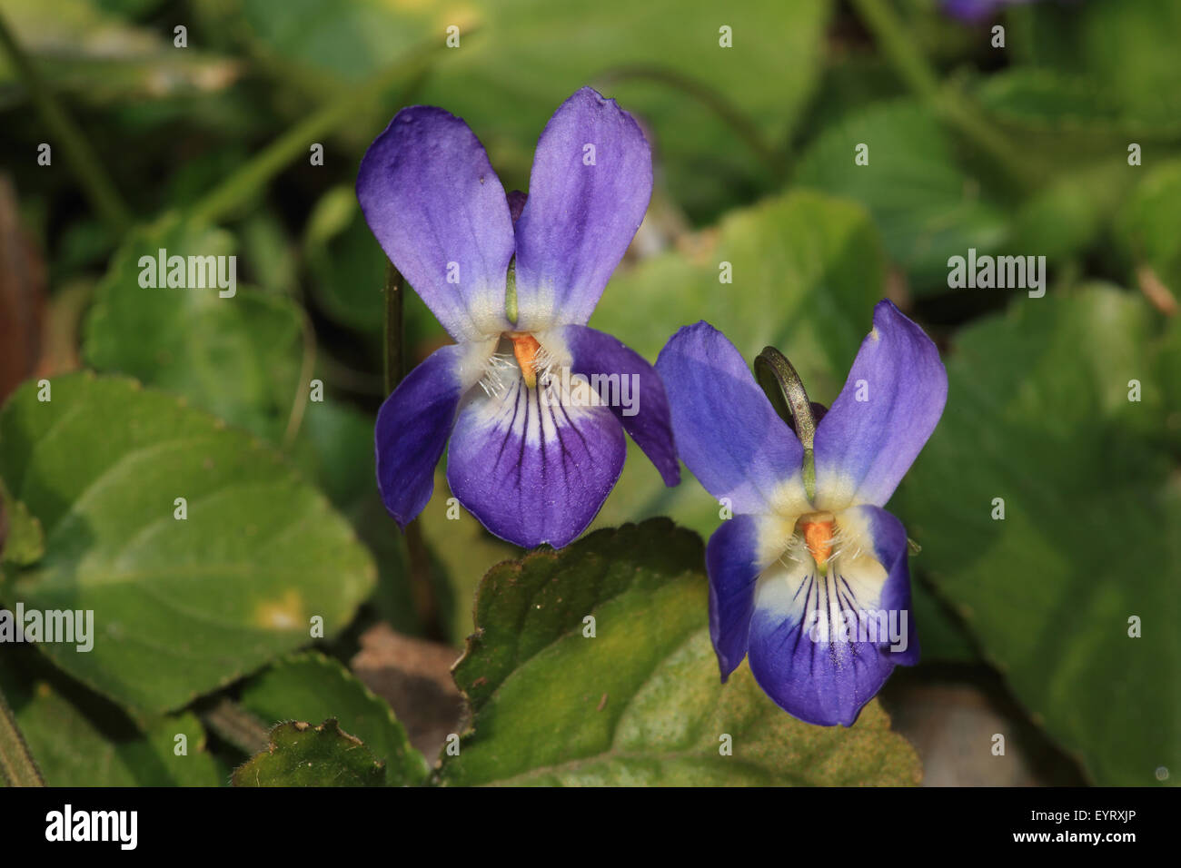 Marzo violette, viola odorata Foto Stock