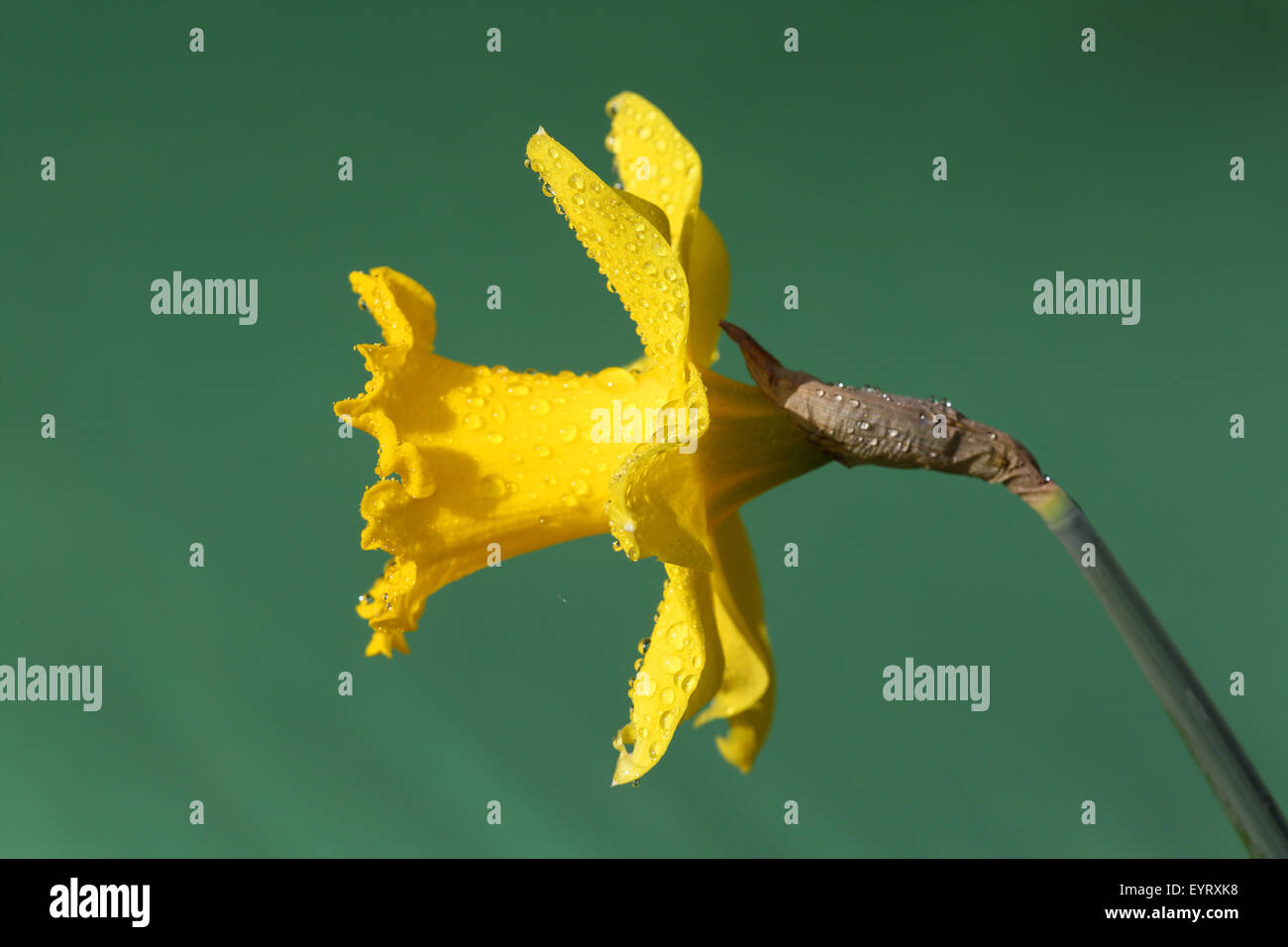 Daffodil, Narcissus pseudonarcissus Foto Stock