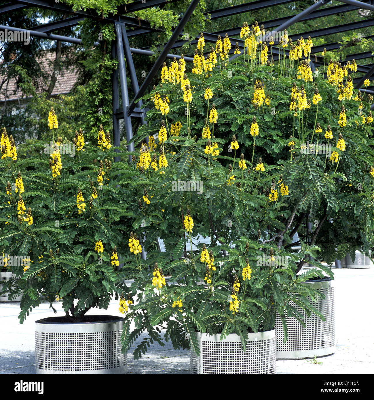 Gewuerzrinde, Cassia didymobotrya, Senna, Cassie, Foto Stock