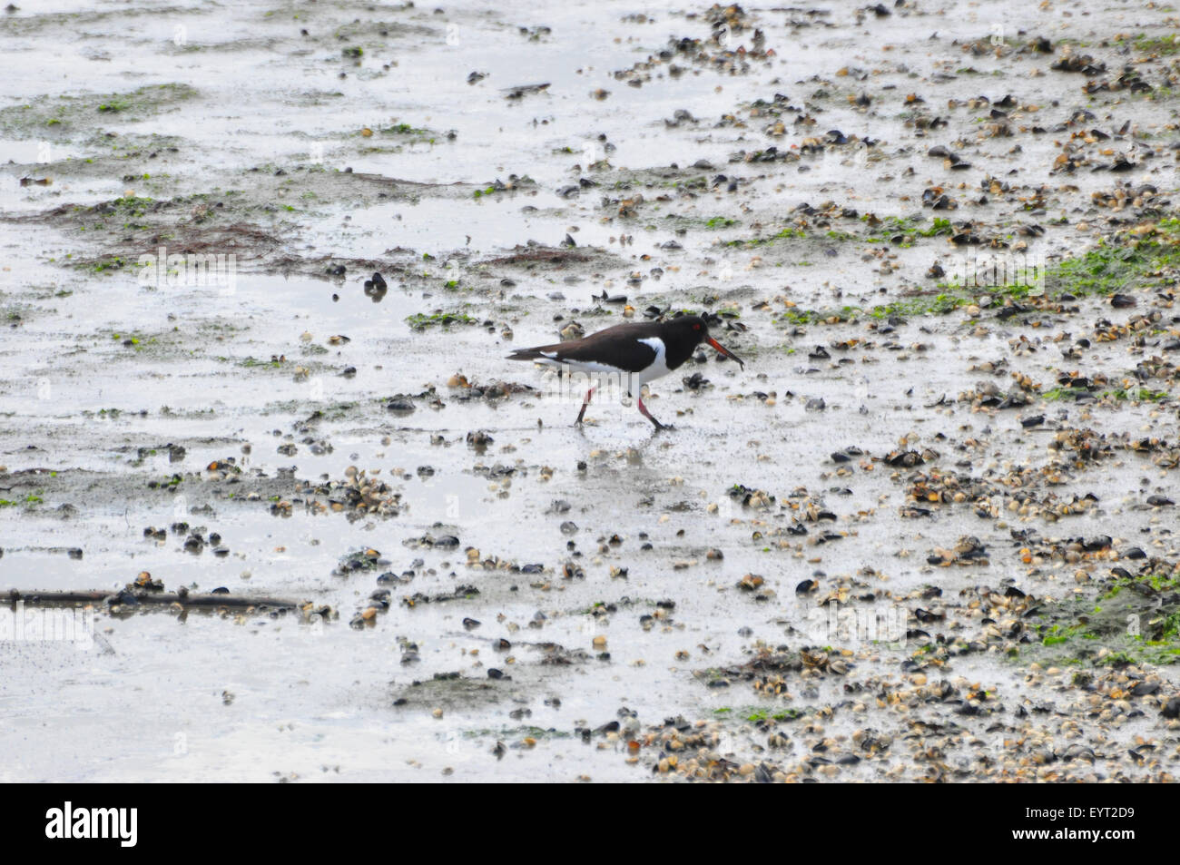 Watvogel, oystercatcher, acqua salmastra Foto Stock