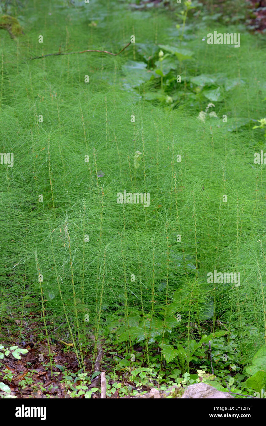 Equiseto arvense, Equiseto piante sulla montagna Foto Stock