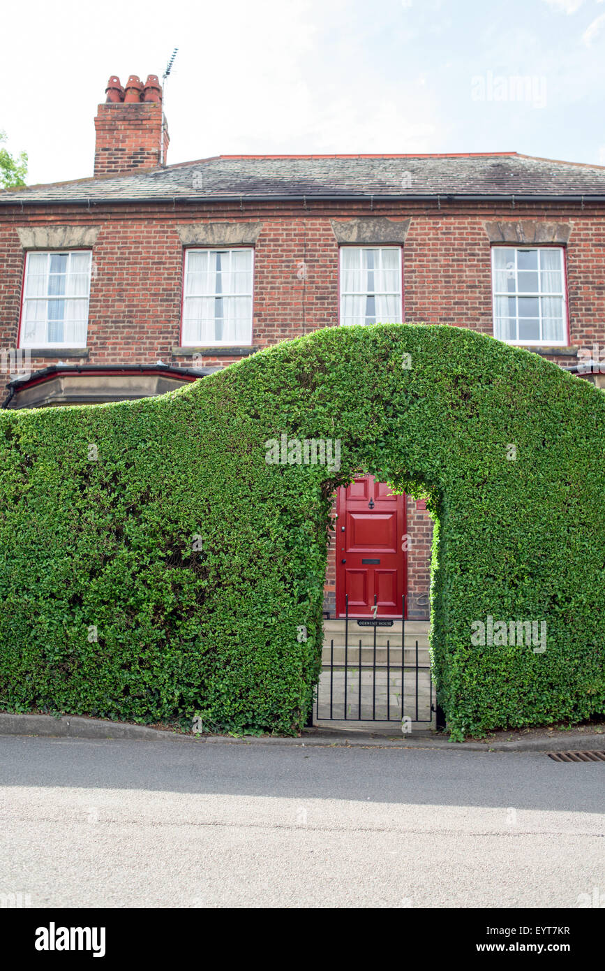 Privet Hedge entrata a casa Foto Stock