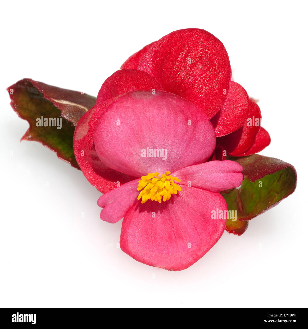 Begonie, Begonia, semperflorens, Balkonblumen, Foto Stock