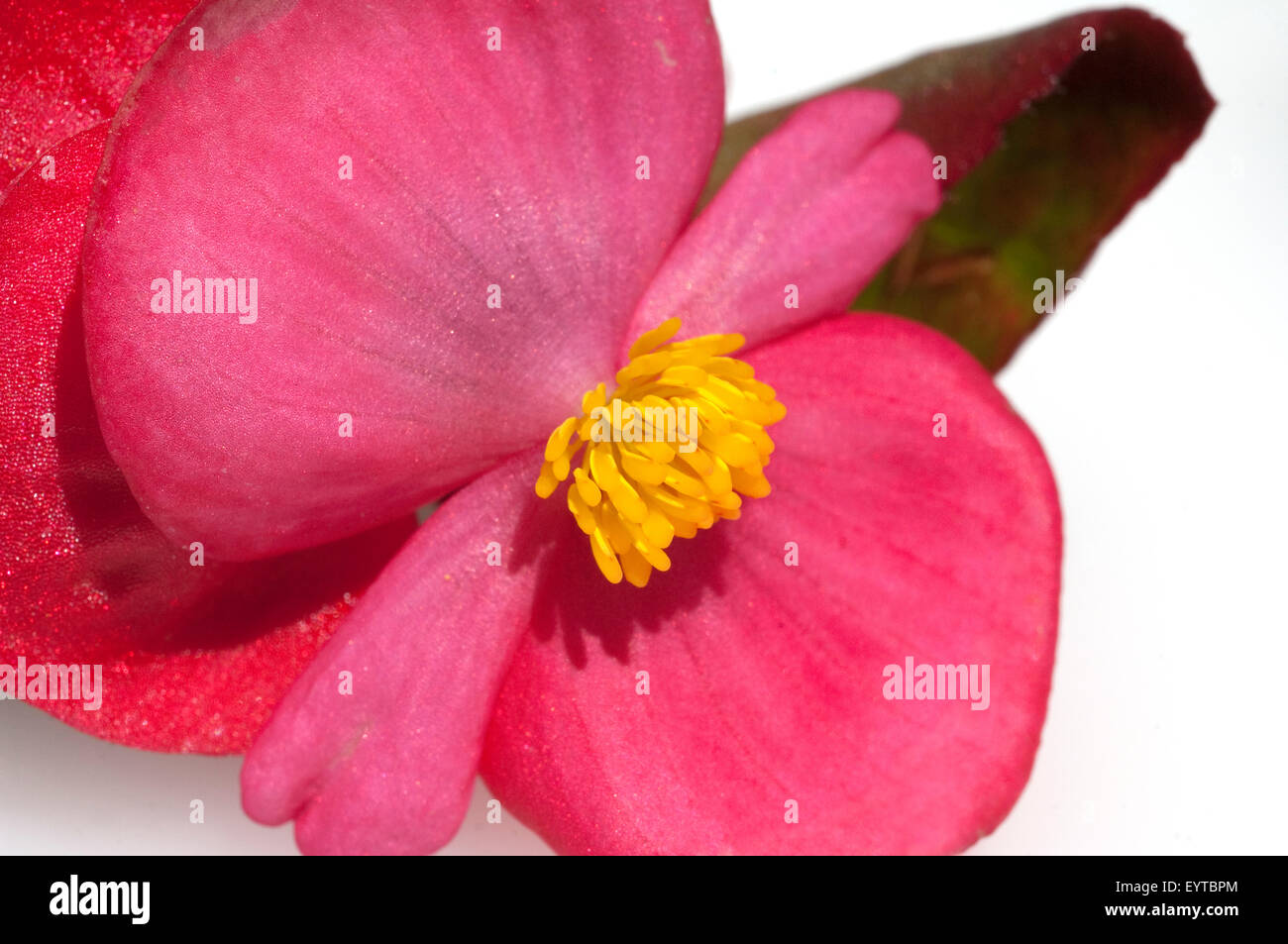 Begonie, Begonia, semperflorens, Balkonblumen, Foto Stock