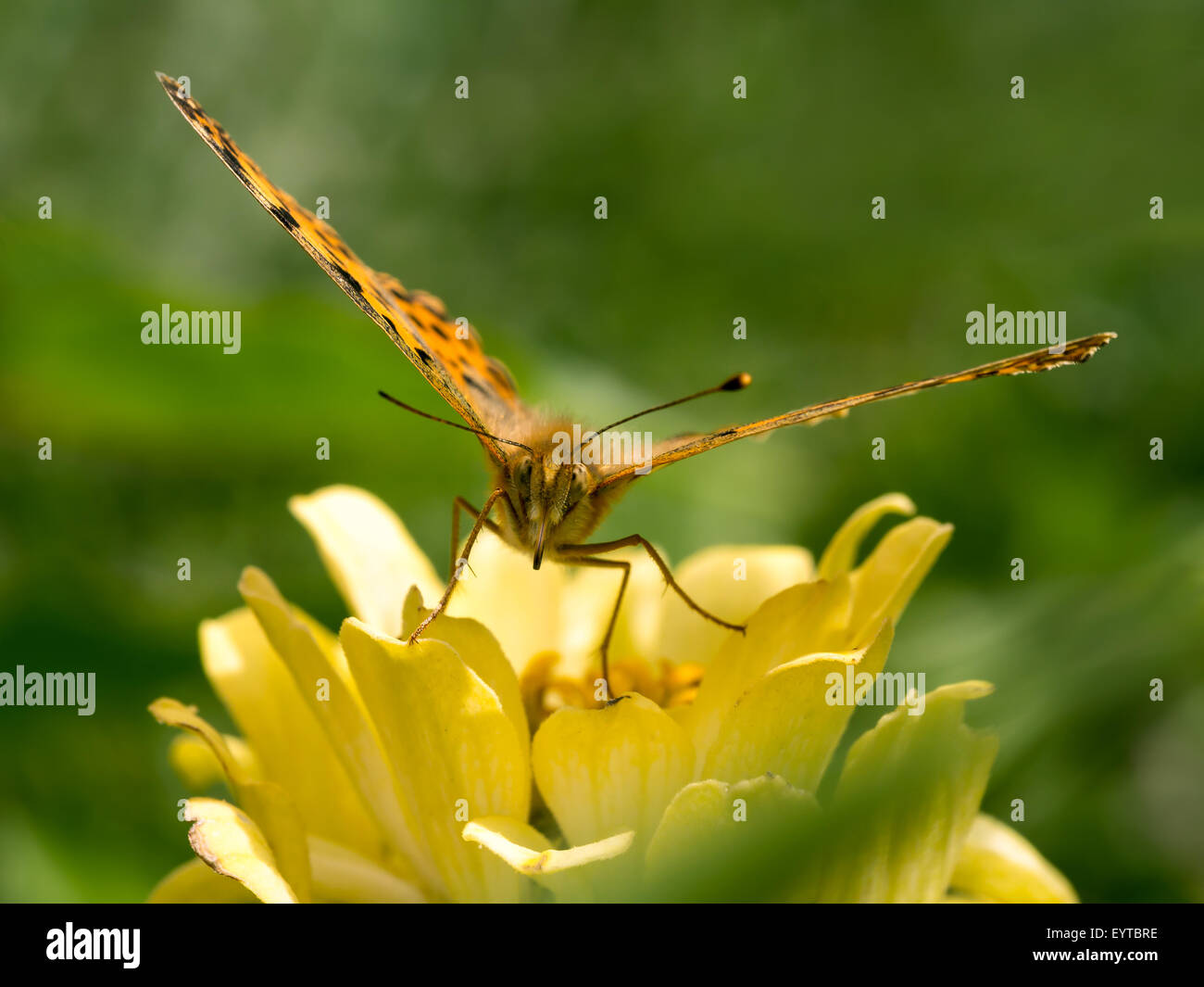 Farfalla arancione sul fiore giallo Foto Stock