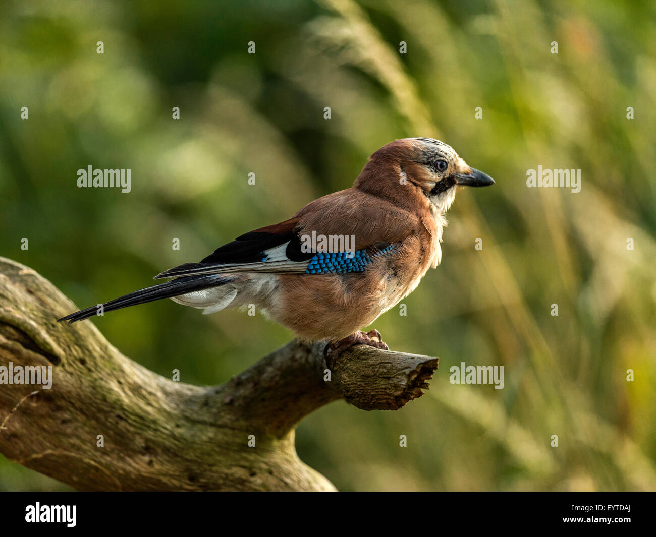 Eurasian Jay raffigurato arroccato su un vecchio legno fatiscente ceppo di albero, bagnata in prima serata dalla luce del sole. Foto Stock