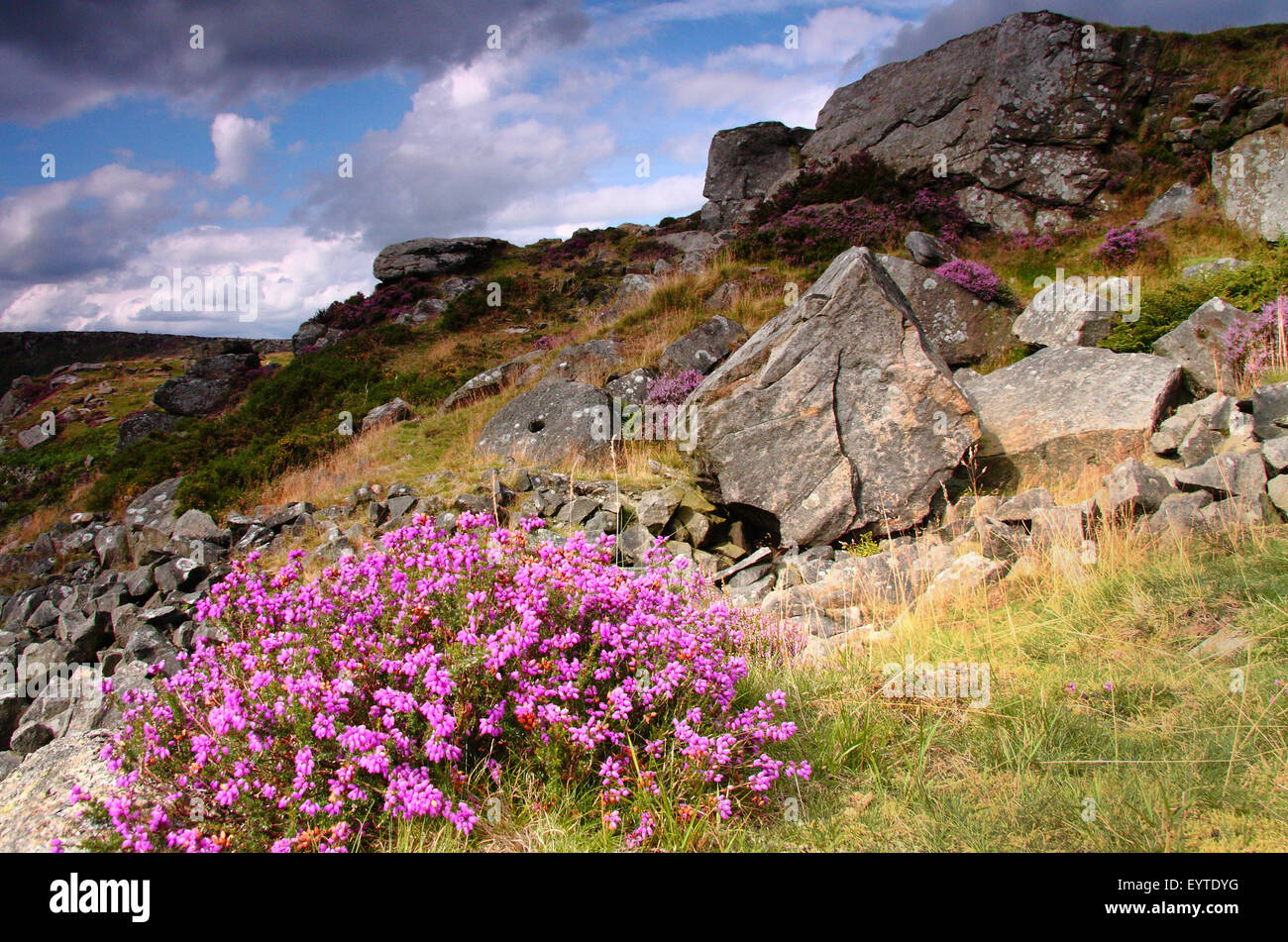 Heather fiori sul bordo Baslow in Peak District, DERBYSHIRE REGNO UNITO Inghilterra - estate Foto Stock