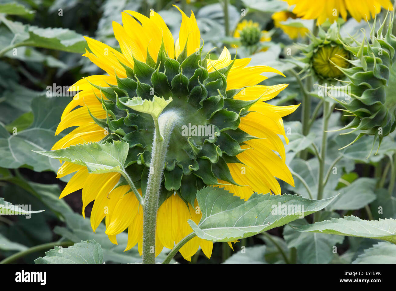 Girasoli nel campo. Foto Stock