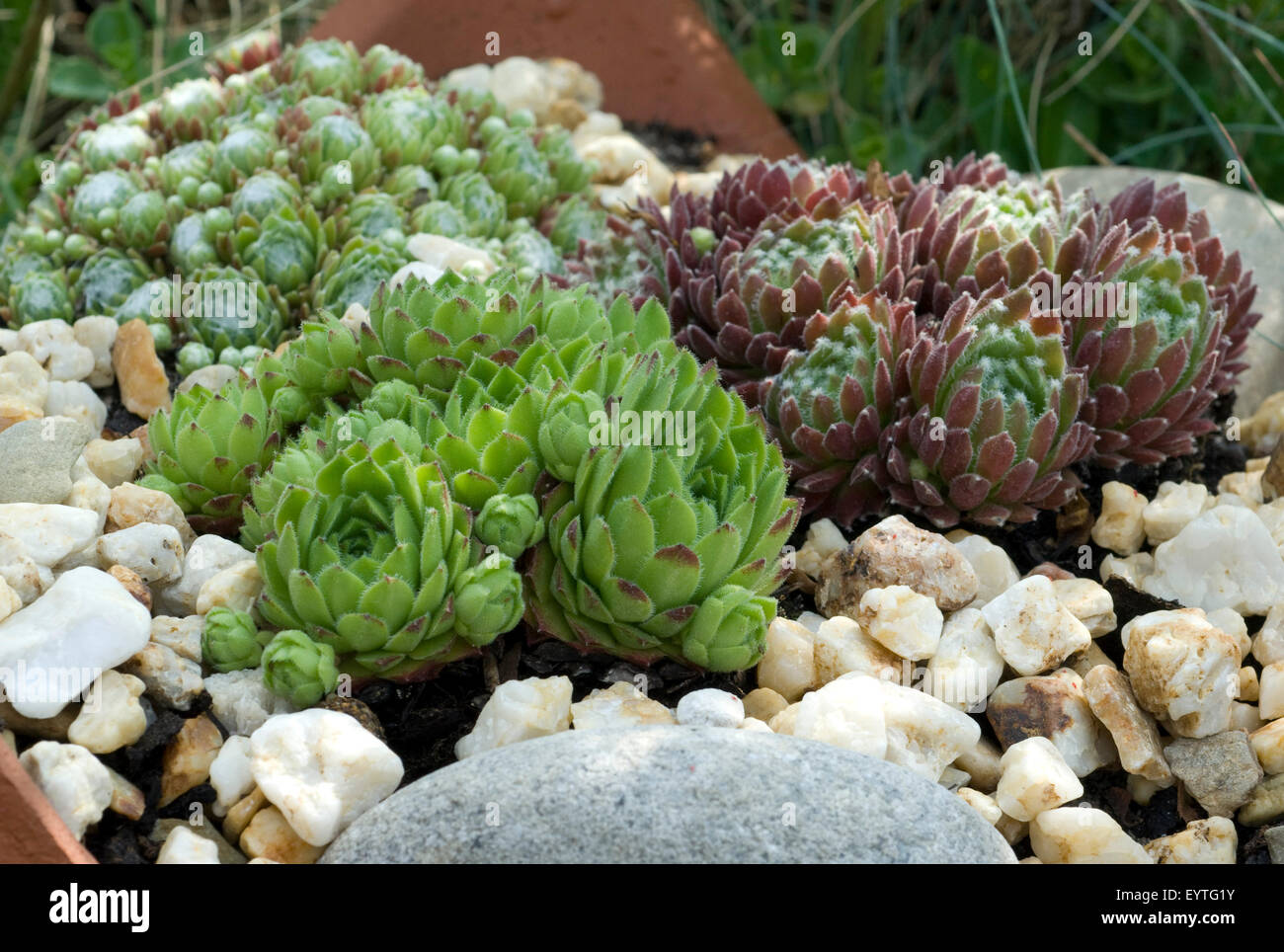 Hauswurz, Dachwurz, Sempervivum Foto Stock