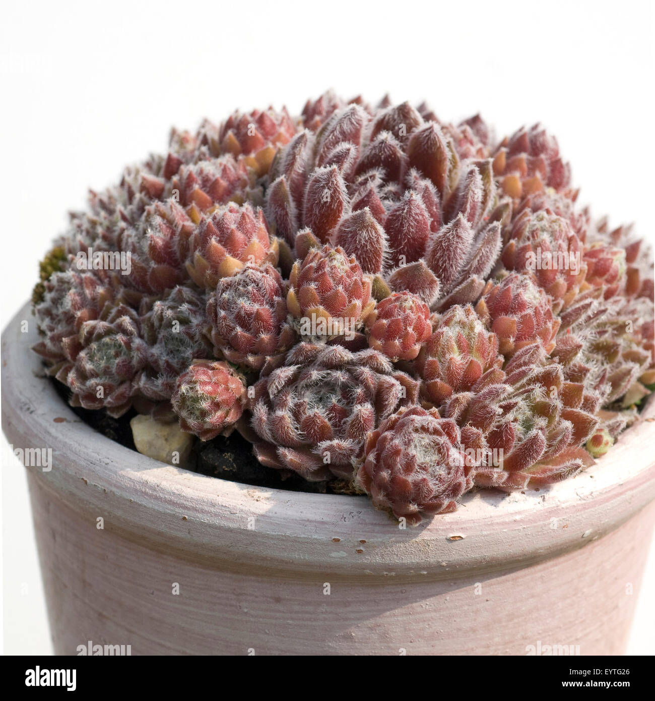 Hauswurz, Dachwurz, Sempervivum Foto Stock