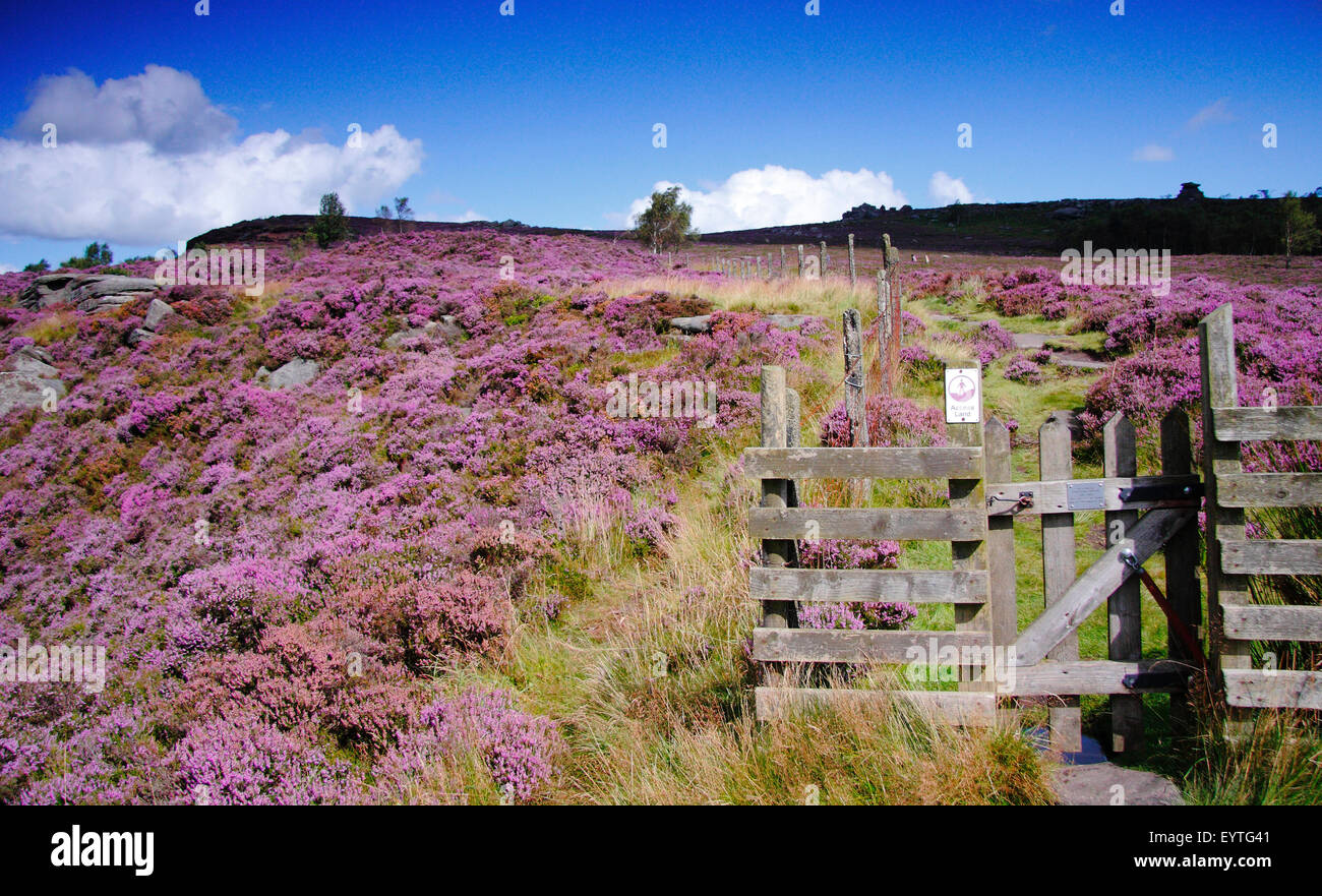 Heather (callunua vulgaris) fiore il Hathersage Moor nel Parco Nazionale di Peak District, DERBYSHIRE REGNO UNITO Inghilterra Foto Stock