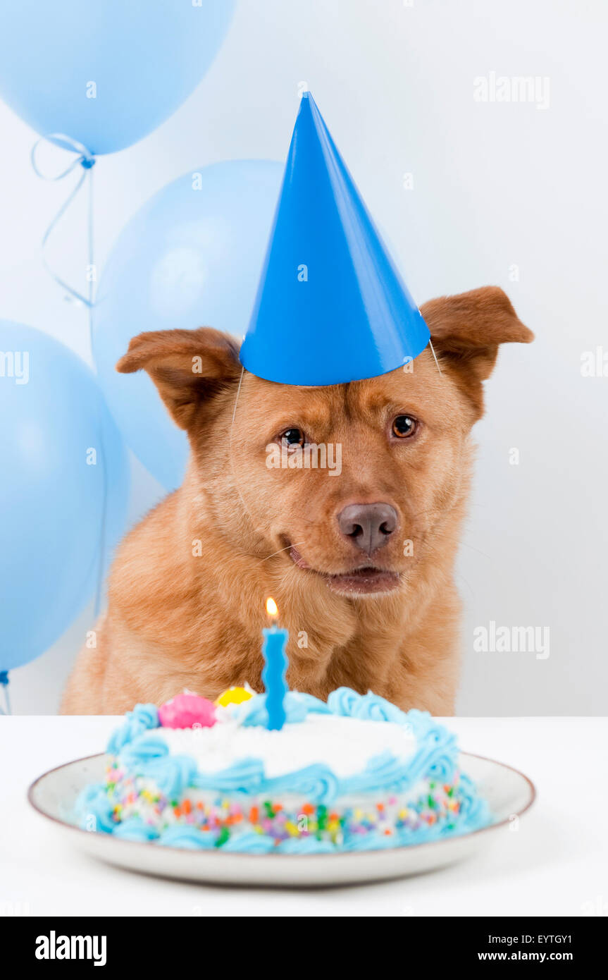 Cane festa di compleanno con torta e palloncini Foto Stock