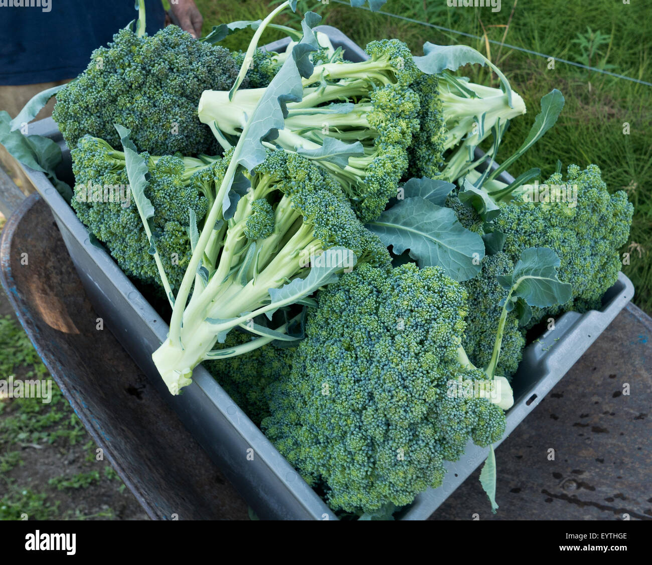 Broccoli harvest "Broccoli rabe' azienda agricola biologica. Foto Stock