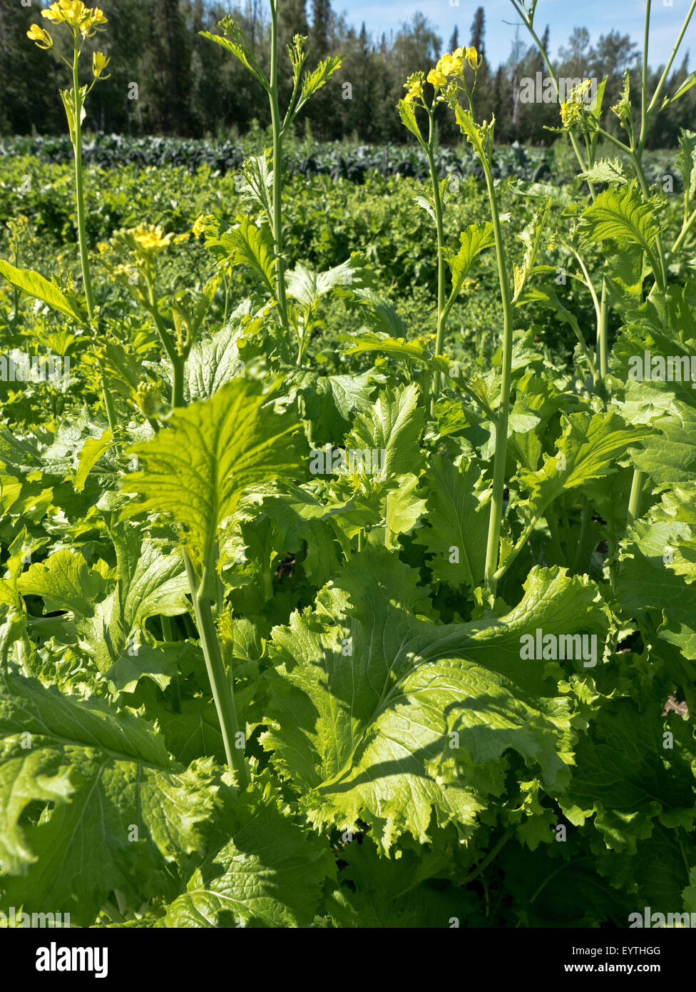 Broccoli Rabe fioritura, agricoltura biologica " Brassica rapa' . Foto Stock