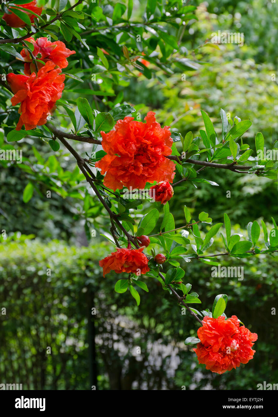 Fiori di melograno Foto Stock