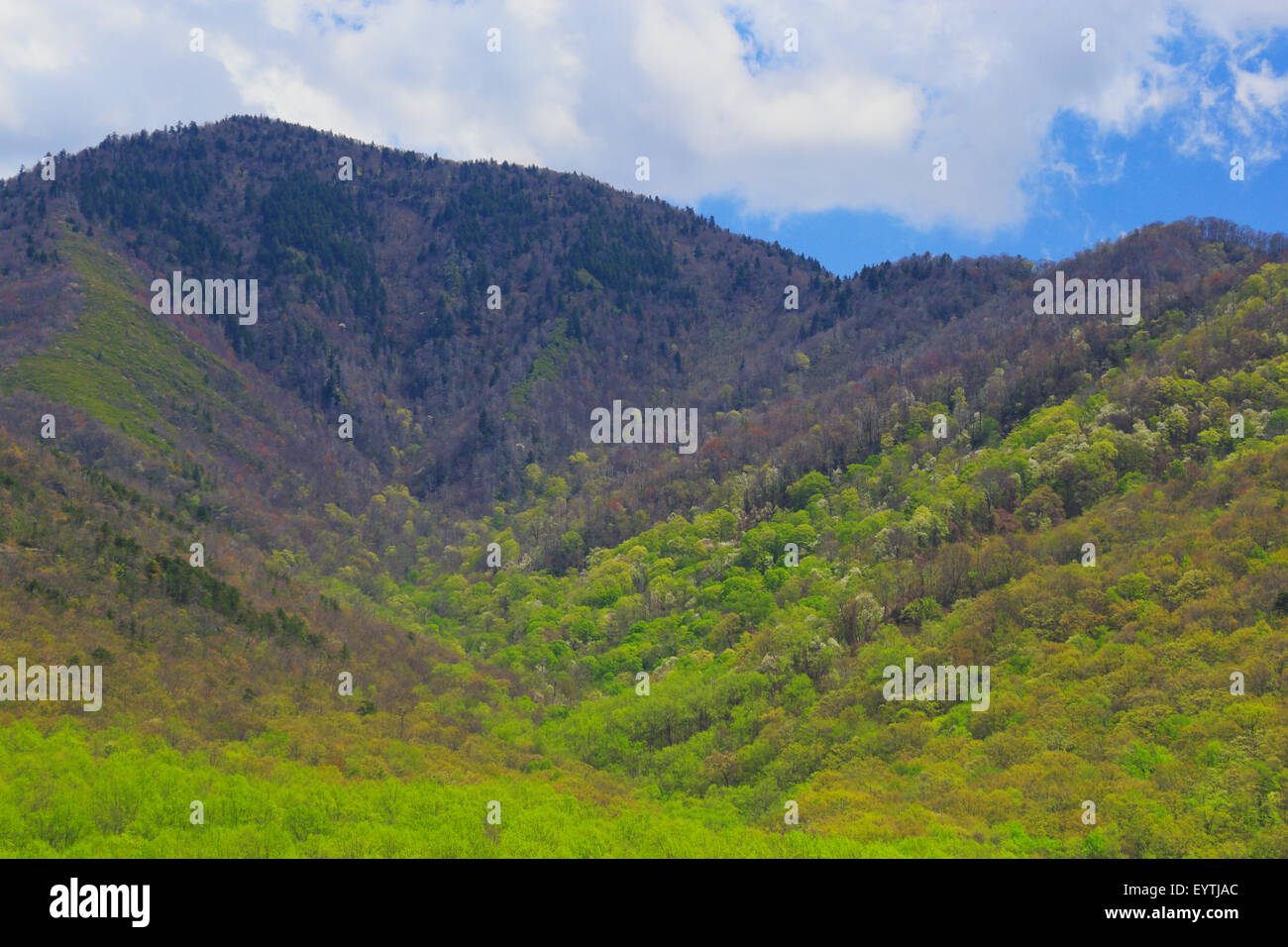 Campbell si affacciano, Great Smoky Mountains National Park, Tennessee, Stati Uniti d'America Foto Stock
