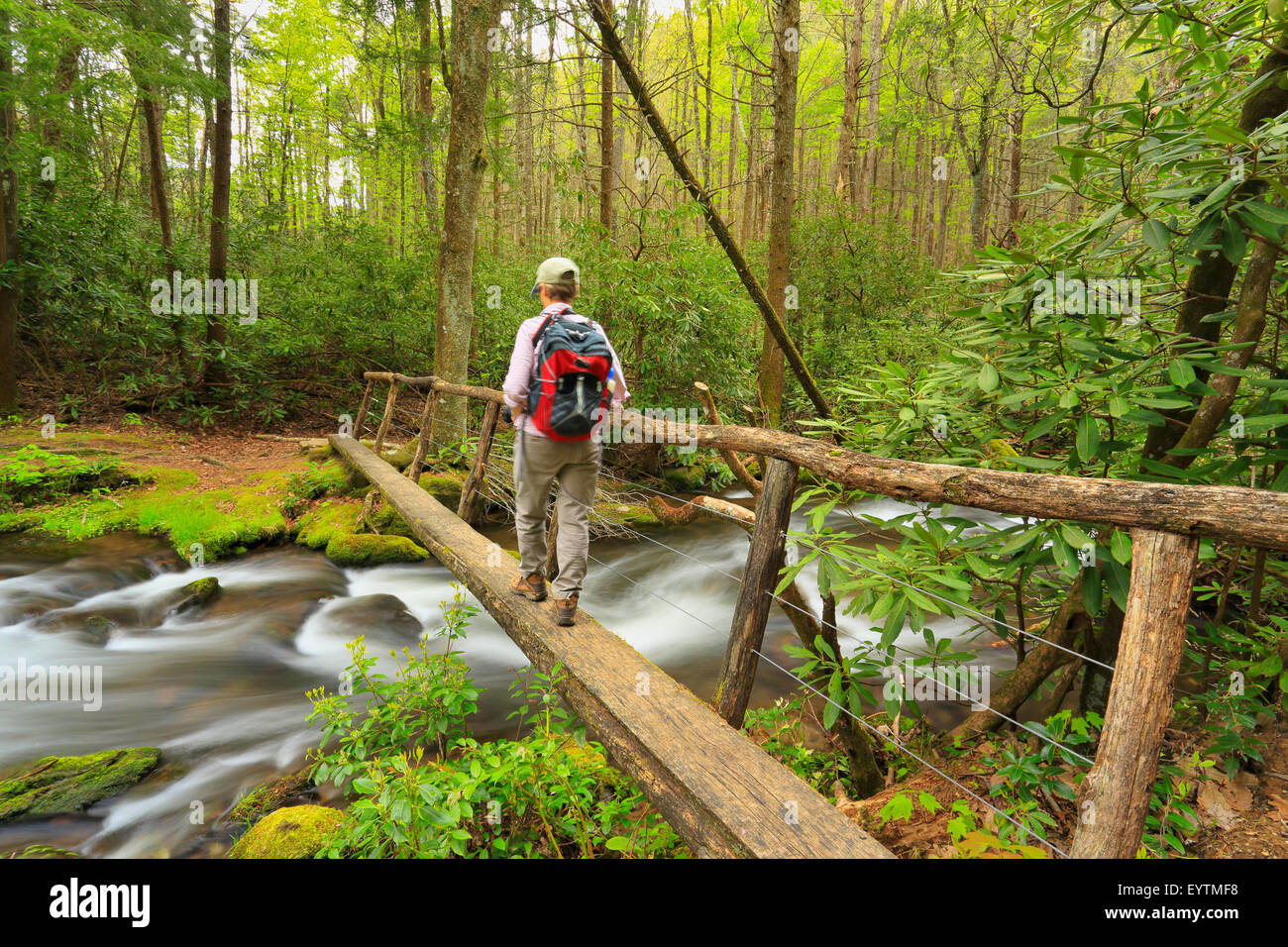 Forge Creek, Gregorio Ridge Trail, Great Smoky Mountains National Park, Tennessee, Stati Uniti d'America Foto Stock