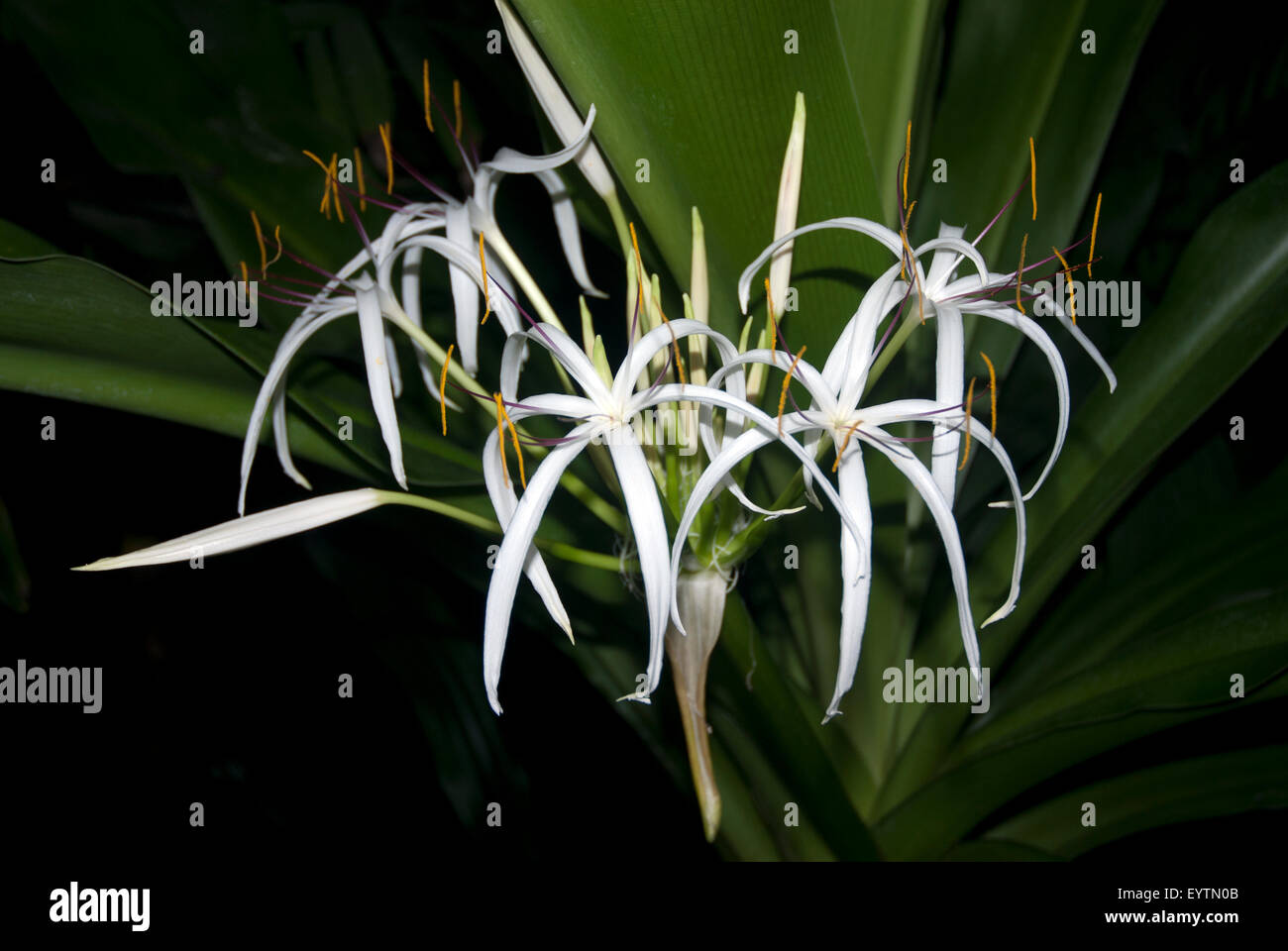 Fiori bianchi del Crinum pedunculatum, il Giglio di palude, il Giglio di fiume o giglio di mangrovie, West London Inghilterra England Regno Unito Foto Stock