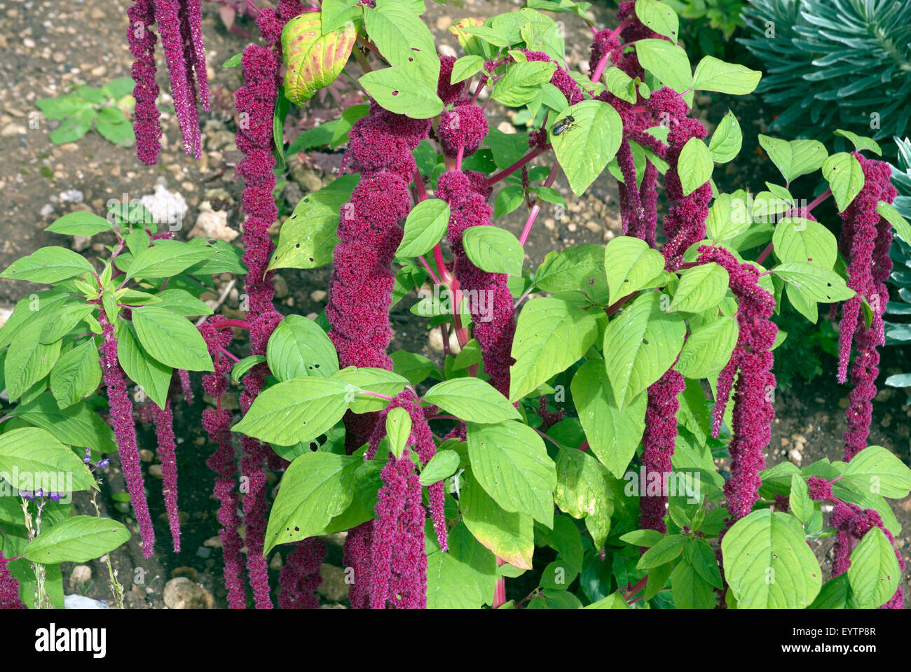 Amore giace lo spurgo impianto Amaranthus caudatus Bath Spa Somerset England Regno Unito Foto Stock