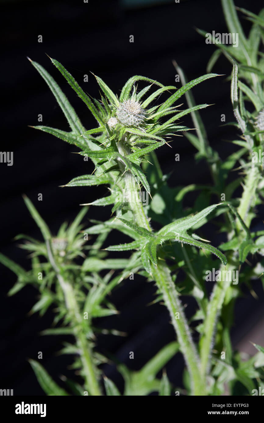 Campo Kratzdistel Cirsium arvense, cardo, Foto Stock