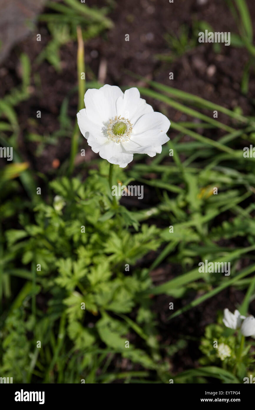 Anemone coronaria "l'della sposa" crown anemone, giardino anemone piante crowfoot (Ranunculaceae) Foto Stock