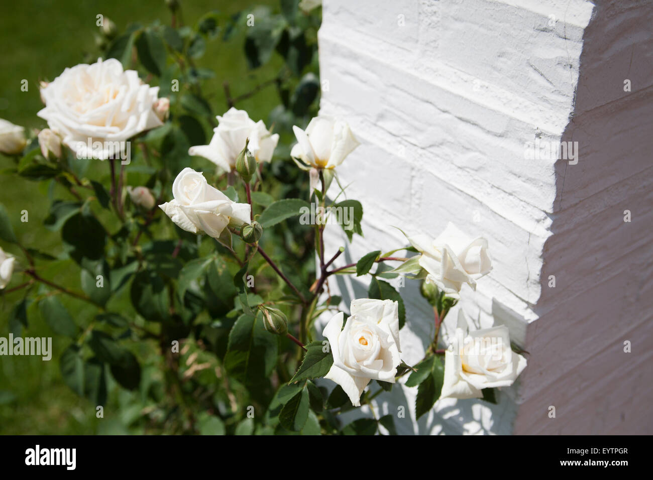 Ilse Krohn superiore', bianco rosa rampicante Foto Stock