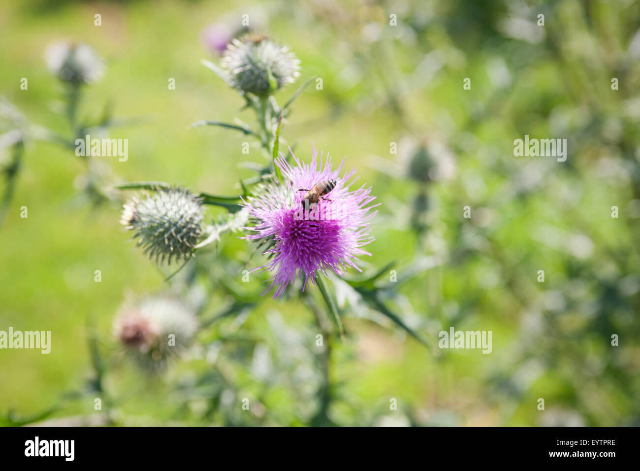 Acker-Kratzdistel, blossom, Cirsium arvense Foto Stock